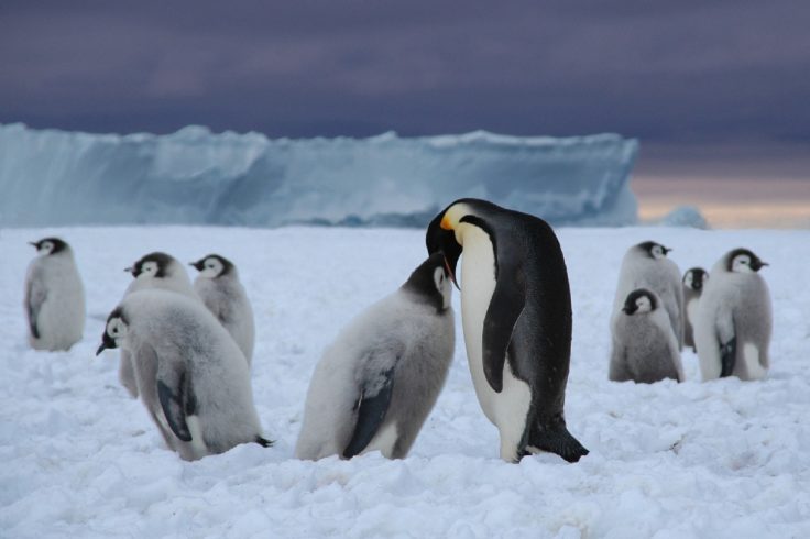 A group of emperor penguin chicks with an adult on sea ice