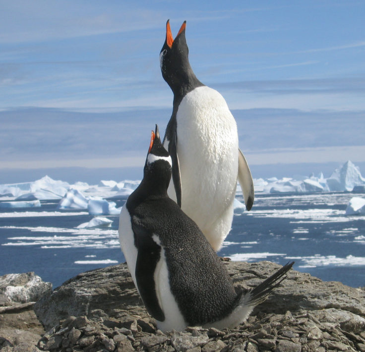 gentoo-pair