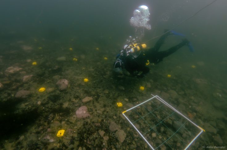 A diver investigates seabed markers in Ryder Bay near Rothera Station on the Antarctic Peninsula. Picture by Ashley Cordingley