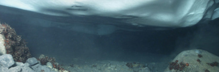 A close up of a fish.