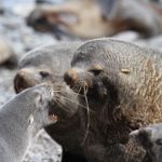 A close up of a seal.