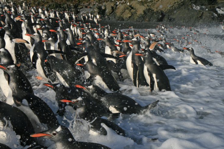 A flock of penguins in the water