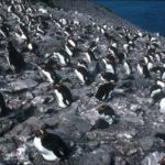 A flock of seagulls standing on a rock.