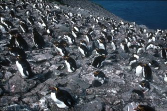 A flock of seagulls standing on a rock.