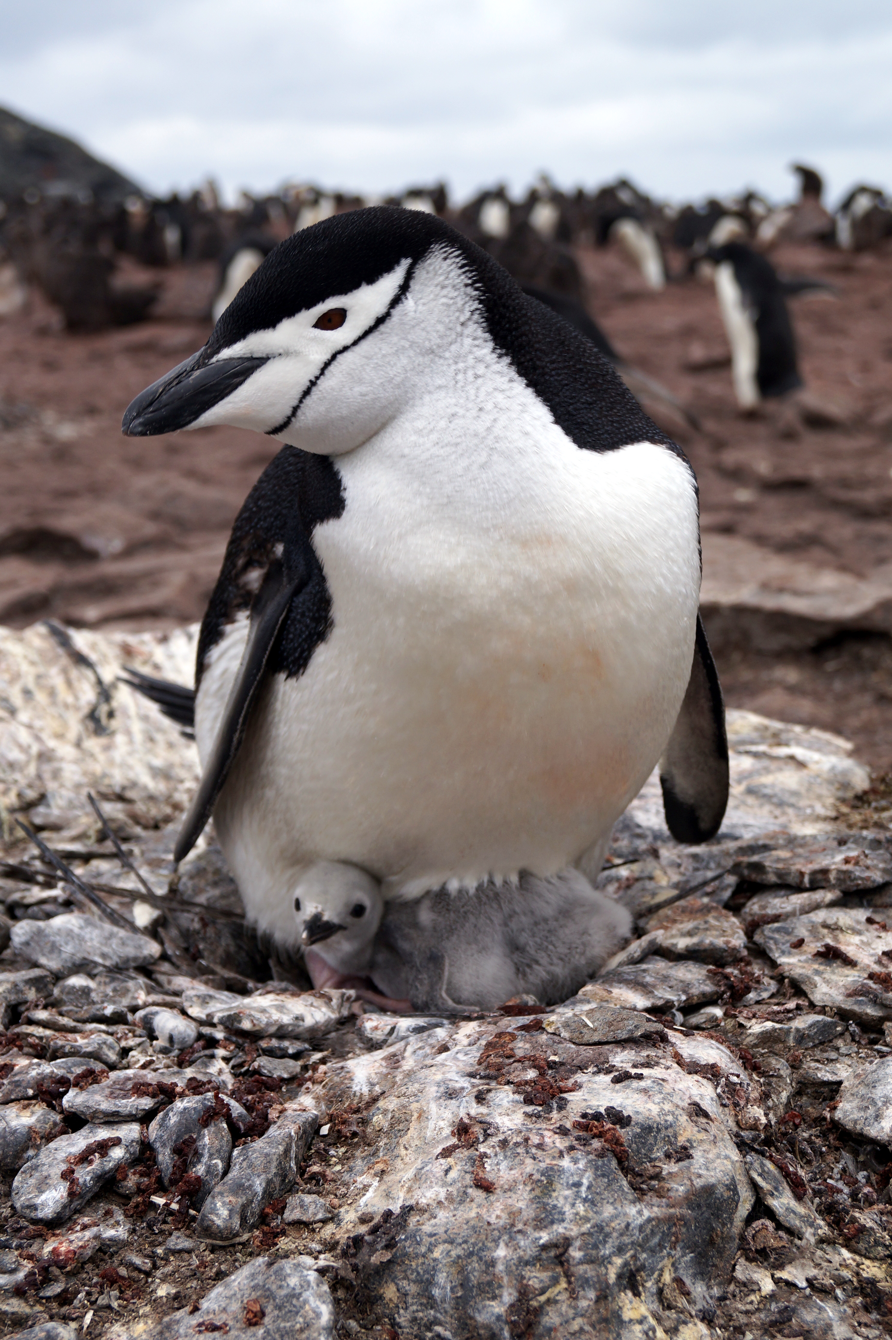 An adult penguin and chick sit on a nest
