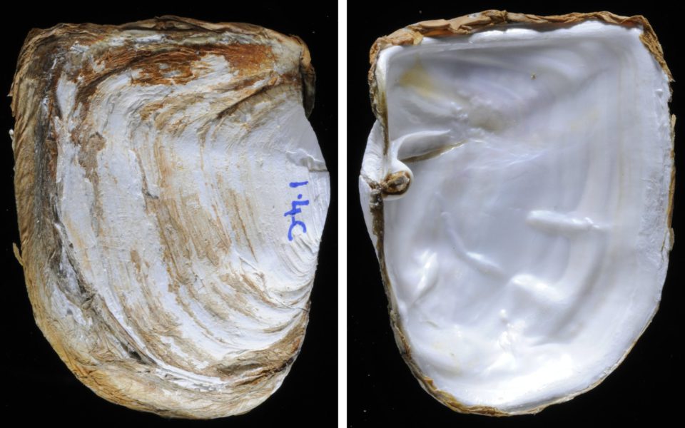 New study puts shells under spotlight - British Antarctic Survey