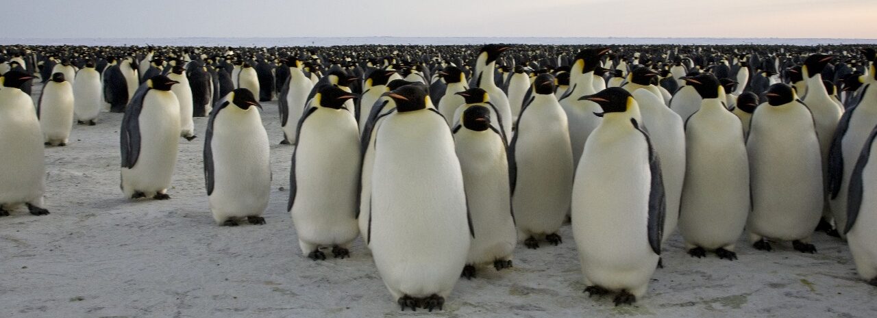 A penguin standing on a beach.
