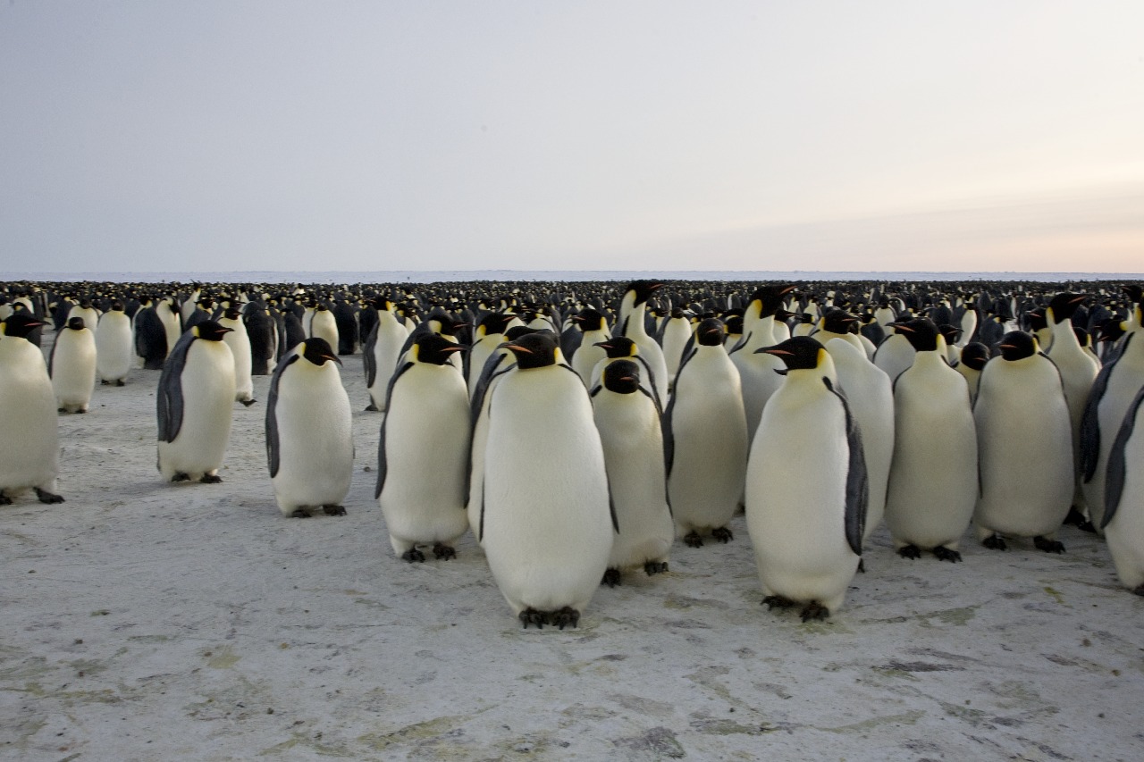 A penguin standing on a beach.