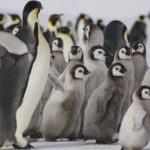 A flock of penguins