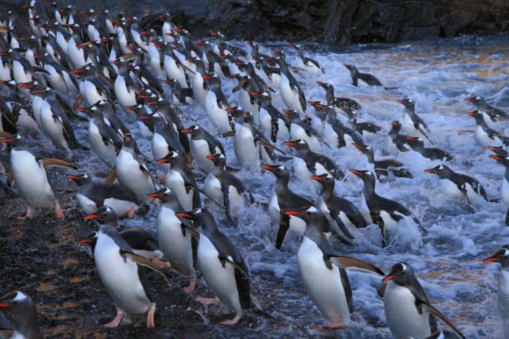 A flock of seagulls are standing in the snow.