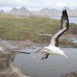 A bird flying over a body of water.