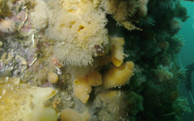 Divers inspect epibenthic communities on Anchorage wall, near Rothera Research Station