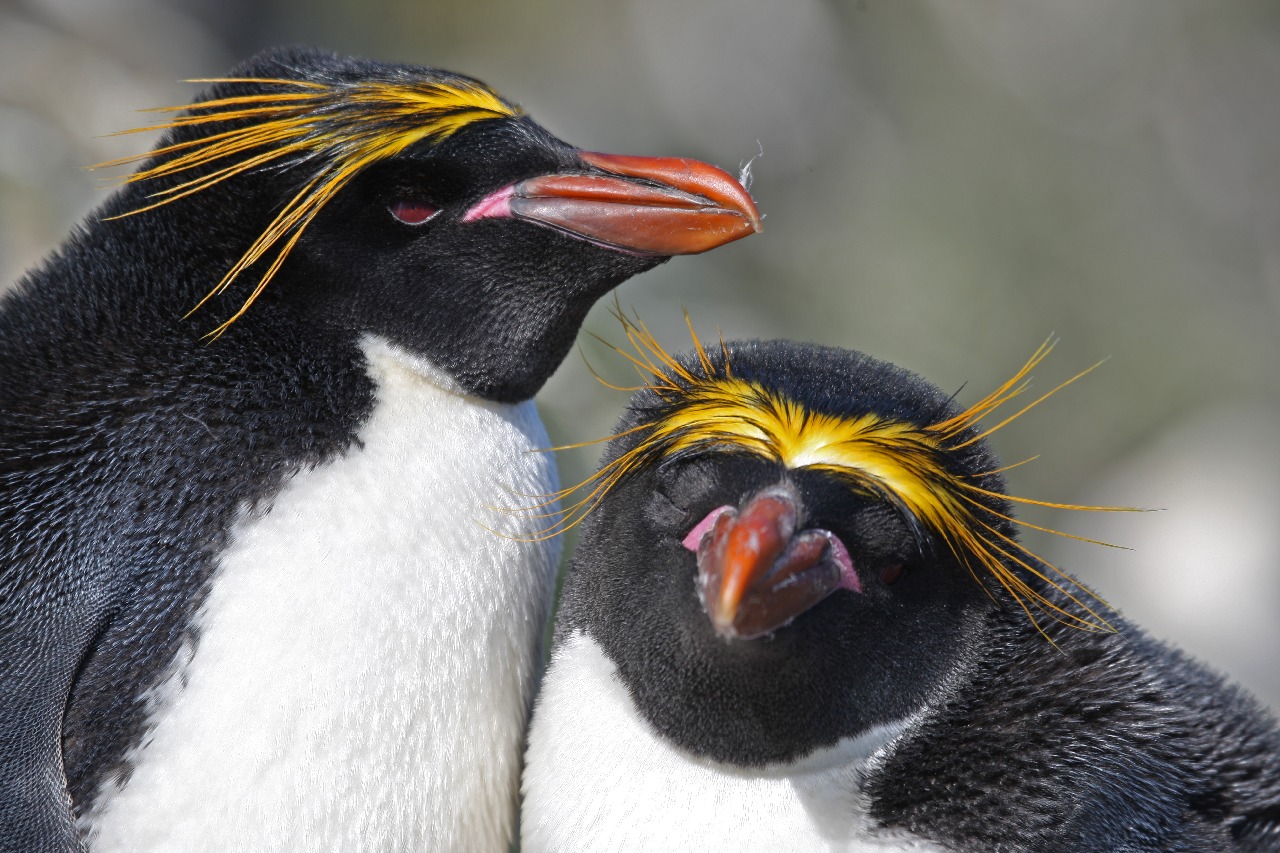 A new paper reveals penguin evolution over 60 million years
