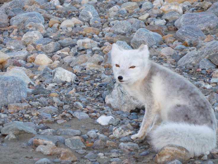 arctic-fox