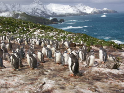 Seal and penguin poo is major driver of Antarctic terrestrial biodiversity  - British Antarctic Survey