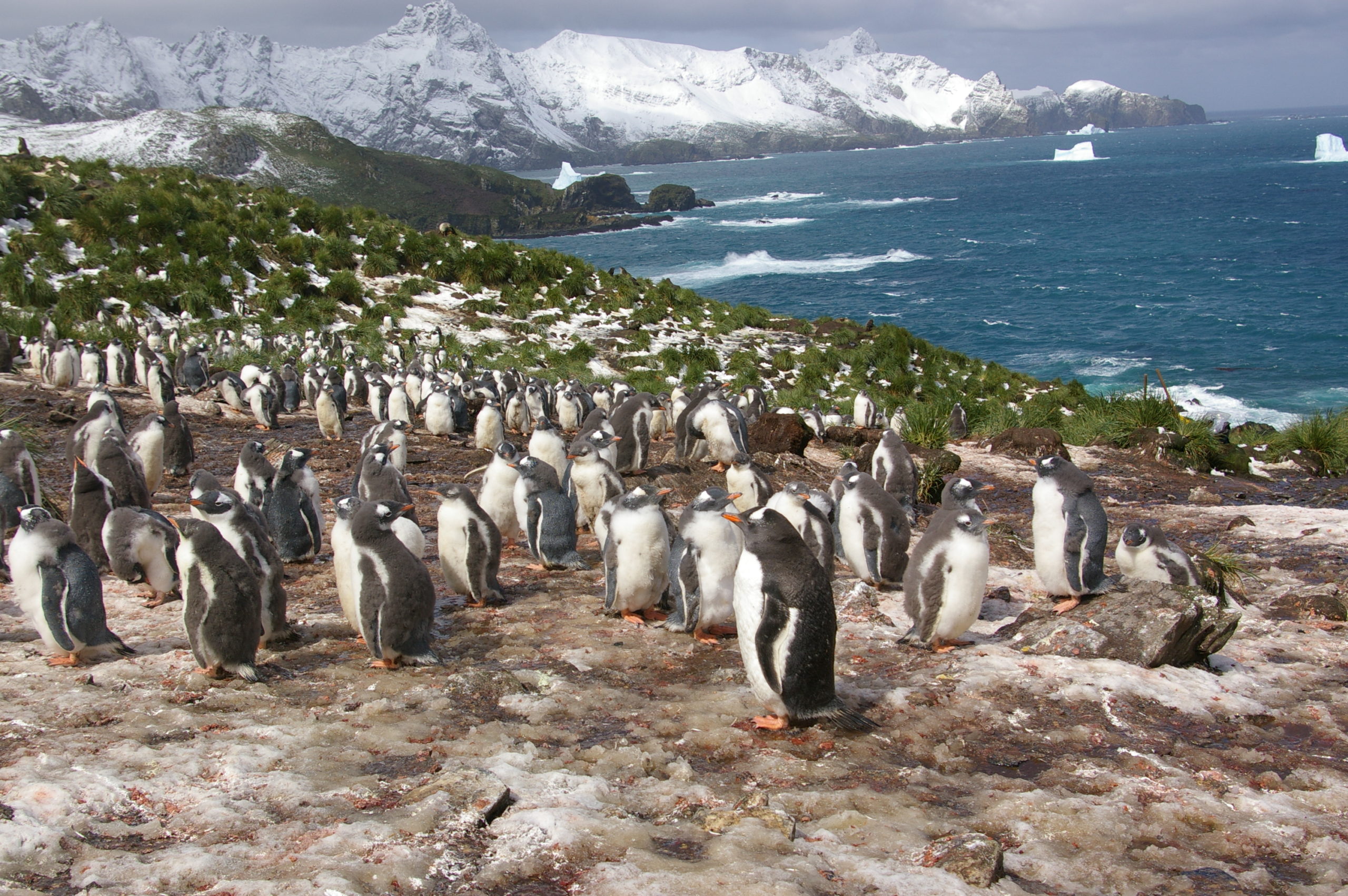 A penguin standing on a rocky beach.