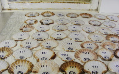 A table with scallop shells on it