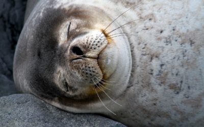 A close up of a seal.