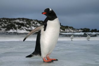 A penguin standing on the edge of a body of water.
