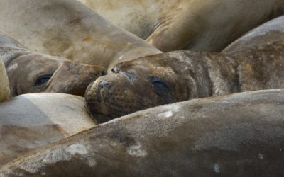 A close up of seals