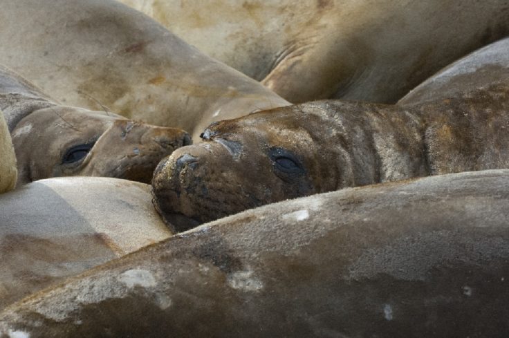 A close up of seals