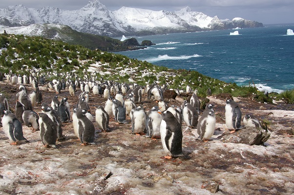 A penguin standing on top of a mountain.