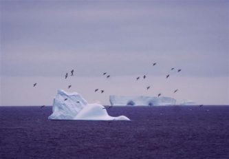 Petrels and icebergs at Signy Island