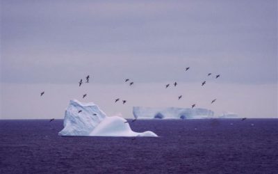 Petrels and icebergs at Signy Island
