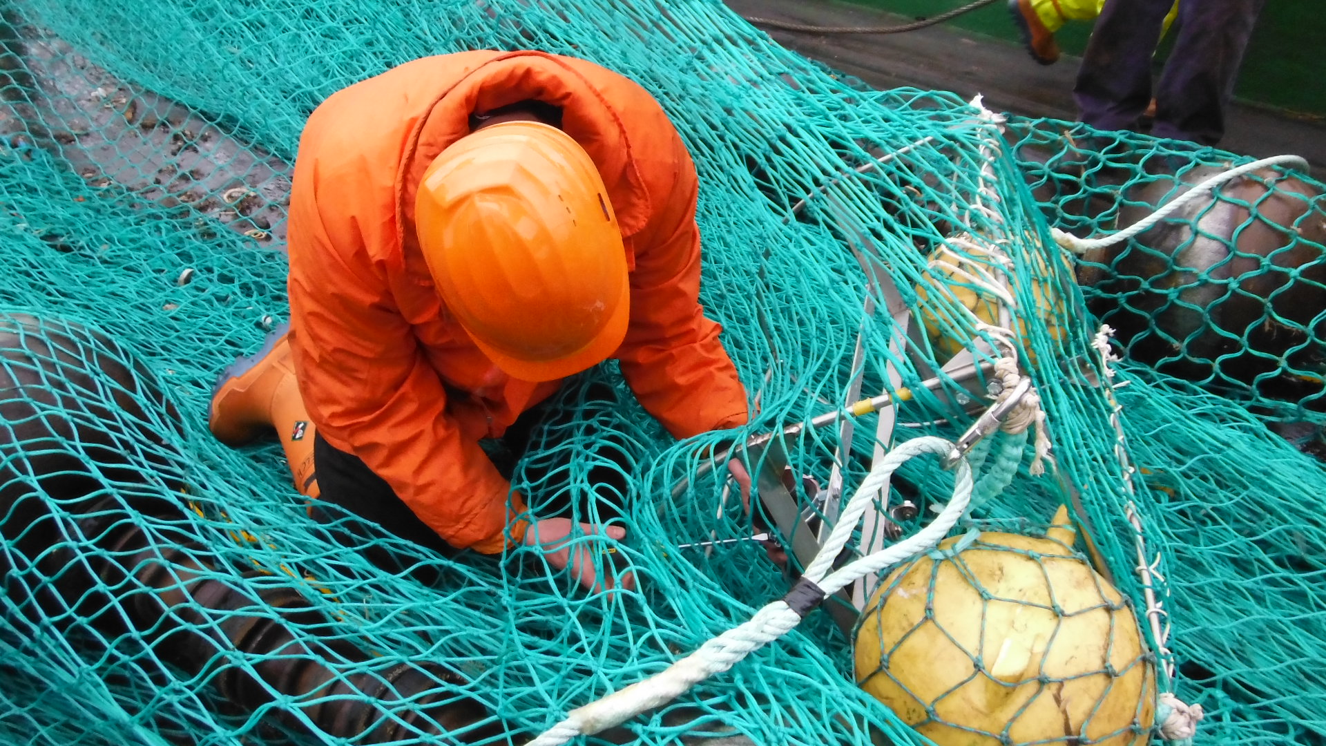 A person in a blue blanket.