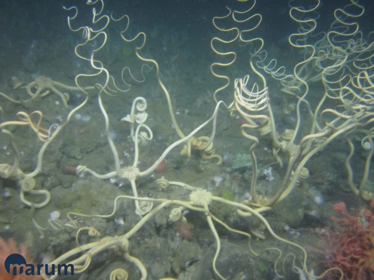Seafloor fauna near South Georgia. Image taken by the MARUM ROV SQUID.