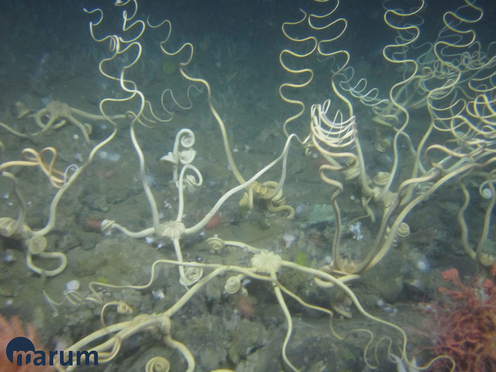 Seafloor fauna near South Georgia. Image taken by the MARUM ROV SQUID.