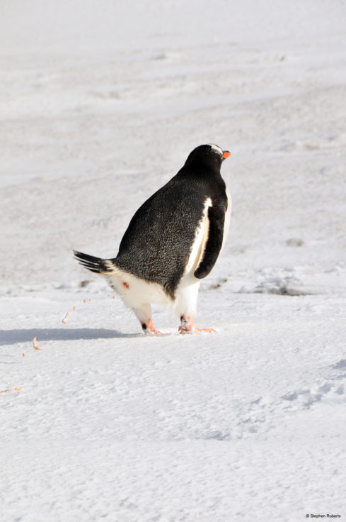 Gentoo penguin on snow