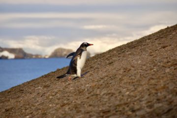 A bird standing next to a body of water.