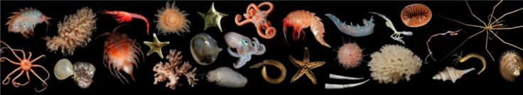 A close up of an animal.