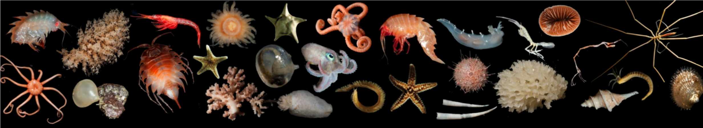 A close up of an animal.