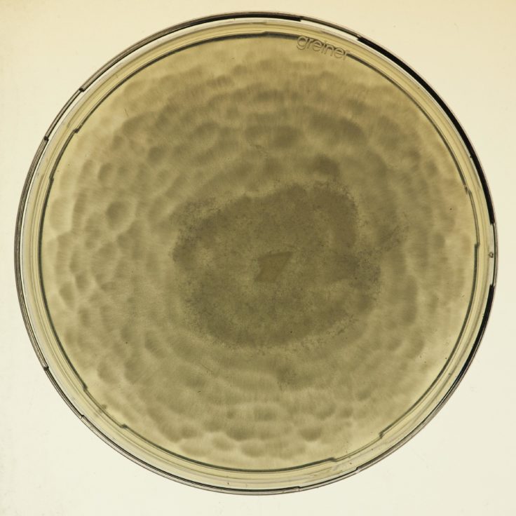 A close up of a bowl.