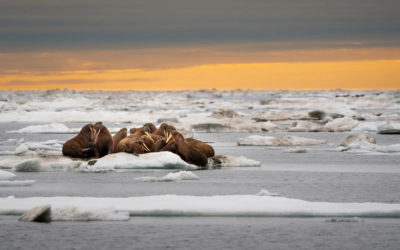 A herd of walruses on an ice floe