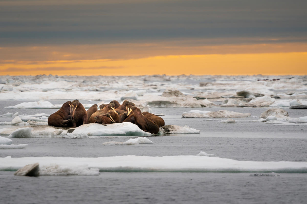 A herd of walruses on an ice floe