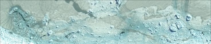 A fish swimming under water.