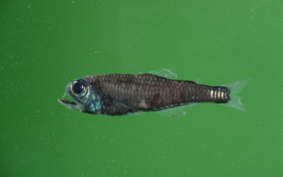 A fish swimming under water.