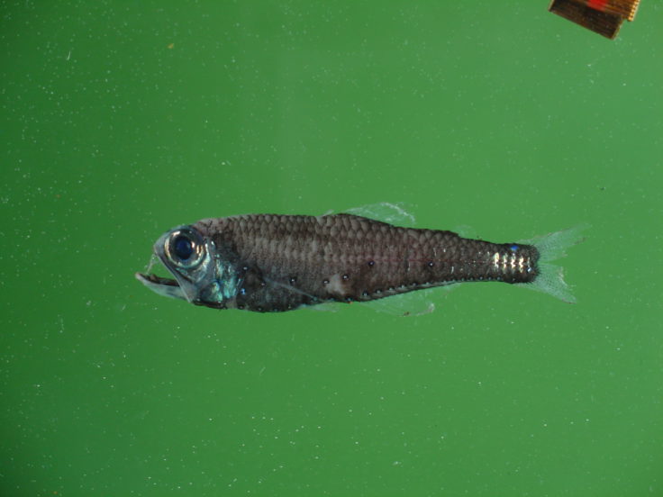 Lanternfish in the Southern Ocean