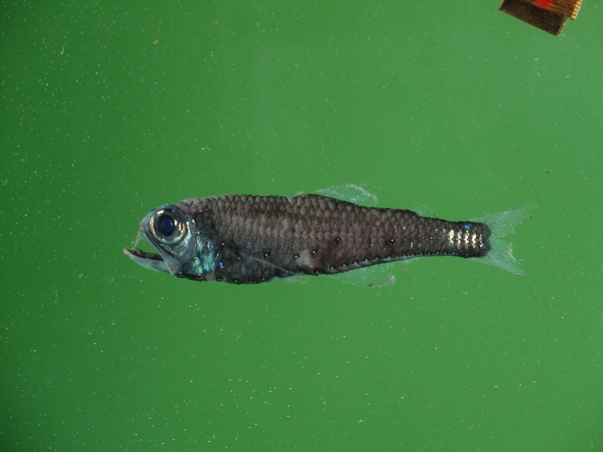 Shedding light on lanternfish - British Antarctic Survey