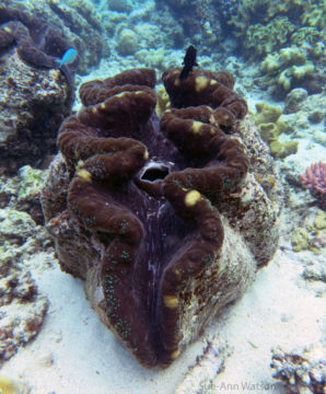 A close up of a coral.