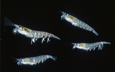 A close up of small marine creatures