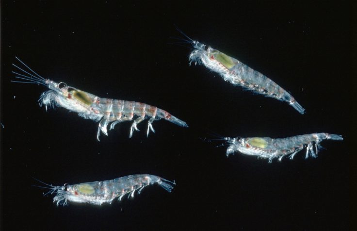A close up of small marine creatures