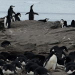Signy penguins