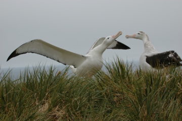 A bird standing next to a body of water.