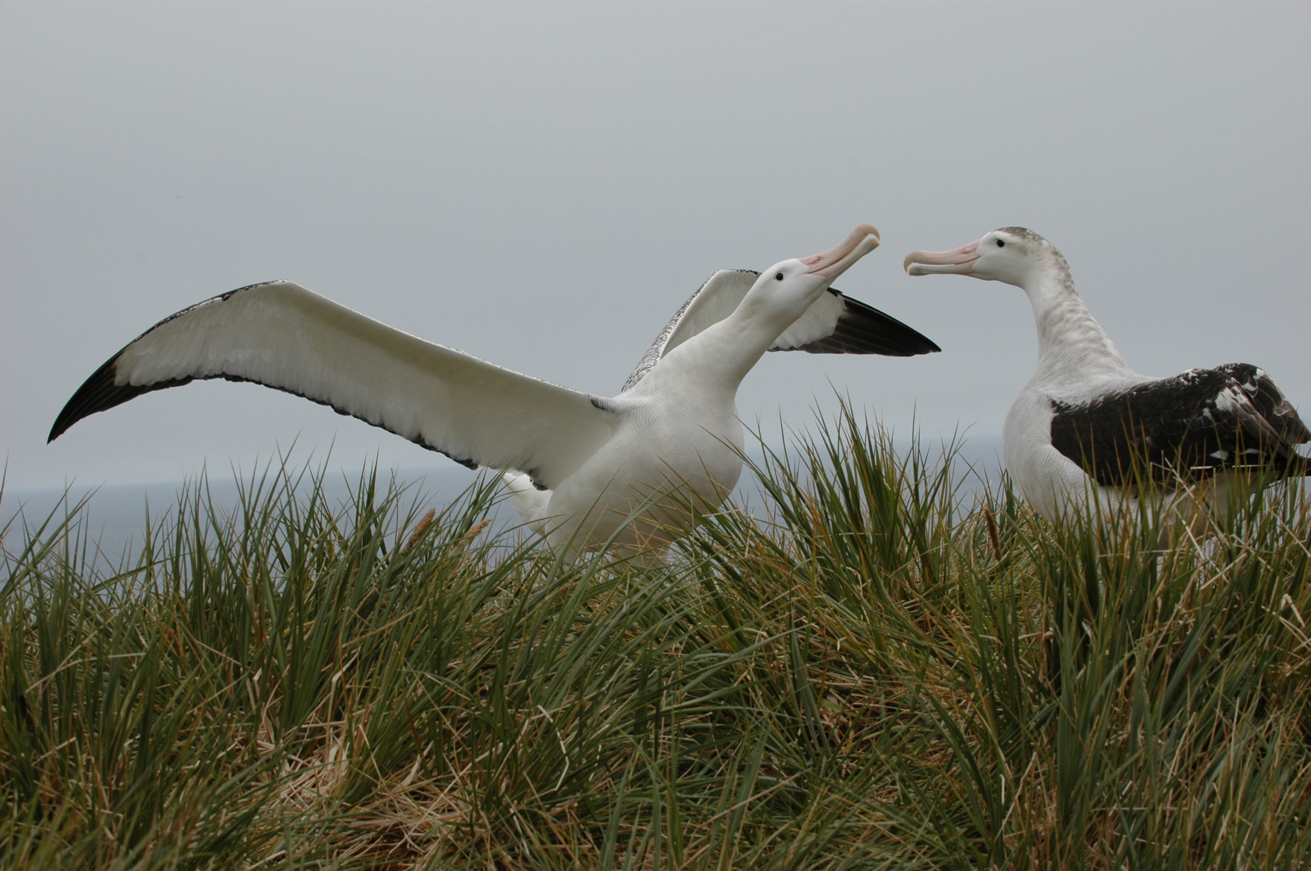 A bird standing next to a body of water.