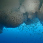 Krill swimming under water