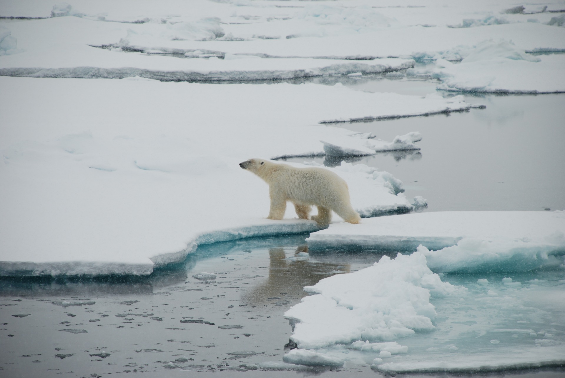 A polar bear is swimming in the water.